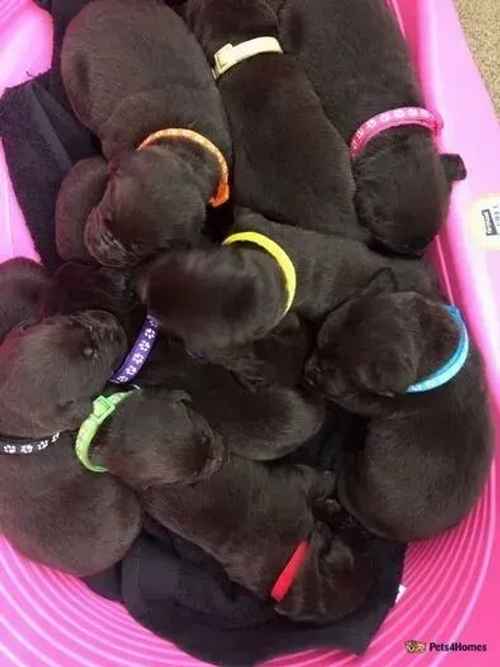 Beautiful chocolate Labrador puppies KC registered for sale in Newburgh, Wigan - Image 1