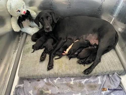 Labrador retriever pups for sale in Burghfield Common, Reading - Image 1