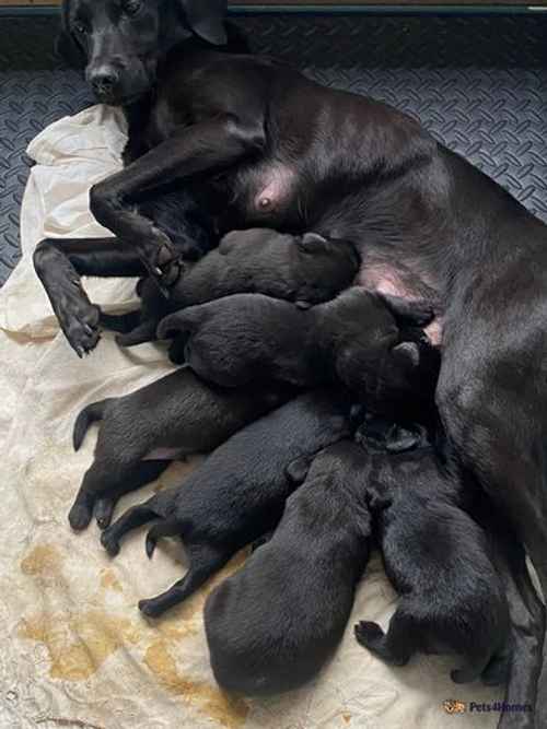 Labrador retriever pups for sale in Carlisle, Cumbria - Image 1