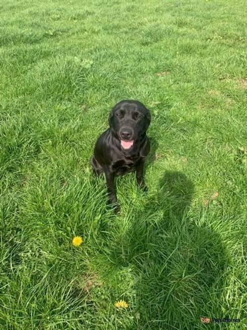 Exceptionally well bred KC reg Labrador Puppies for sale in Newton Burgoland, Leicestershire - Image 1