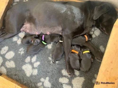 Exceptionally well bred KC reg Labrador Puppies for sale in Newton Burgoland, Leicestershire - Image 4