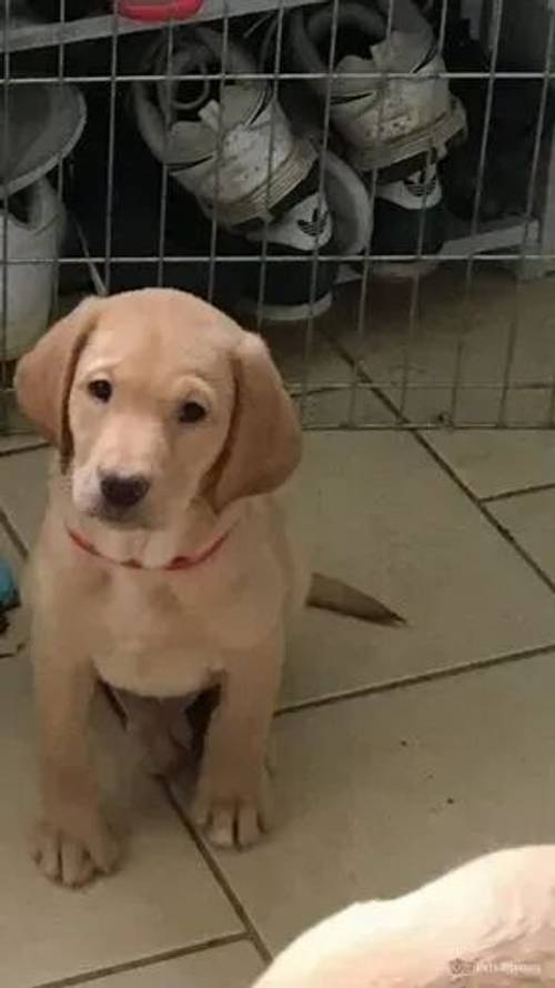 STUNNING GOLDEN AND FOX RED KC LABRADOR PUPPIES for sale in Battledown, Cheltenham - Image 1