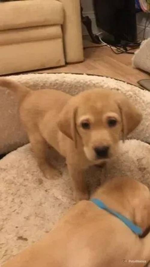 STUNNING GOLDEN AND FOX RED KC LABRADOR PUPPIES for sale in Battledown, Cheltenham - Image 4