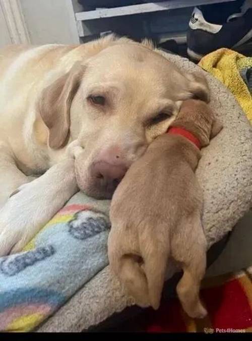 STUNNING GOLDEN AND FOX RED KC LABRADOR PUPPIES for sale in Battledown, Cheltenham - Image 5