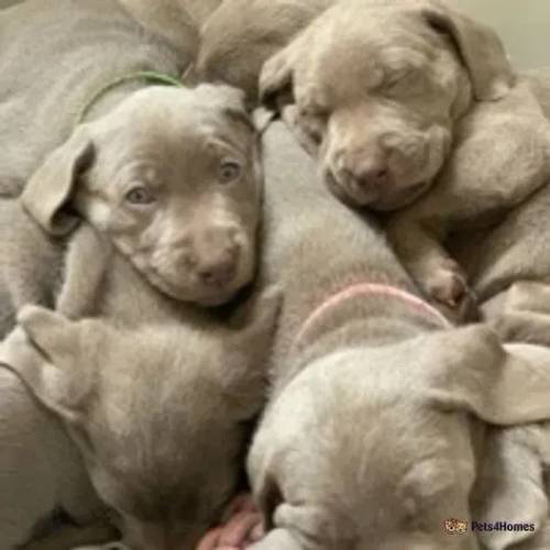 chunky silver labmaraner puppies for sale in Edinburgh, City of Edinburgh - Image 2