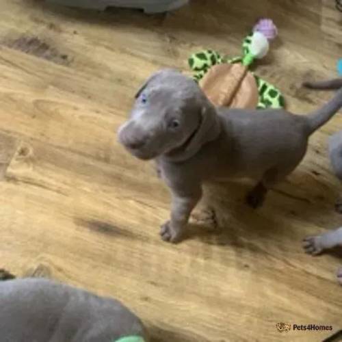 chunky silver labmaraner puppies for sale in Edinburgh, City of Edinburgh - Image 3