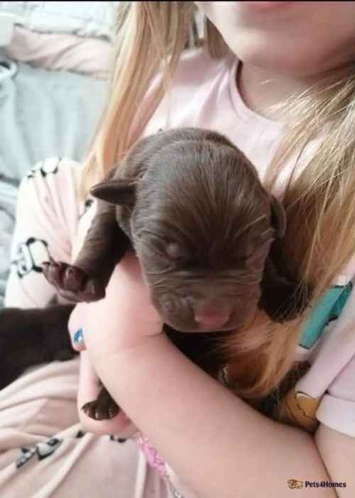 6 stunning chocolate Labrador puppies for sale in Ackton, Pontefract - Image 1