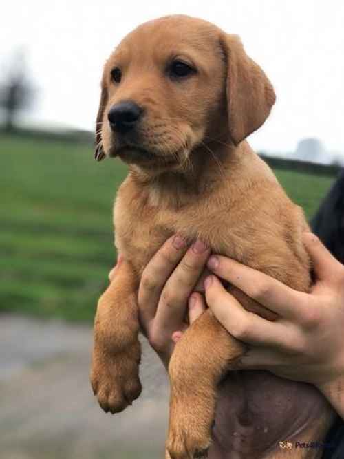Labrador puppies for sale in Aiskew, Bedale - Image 1