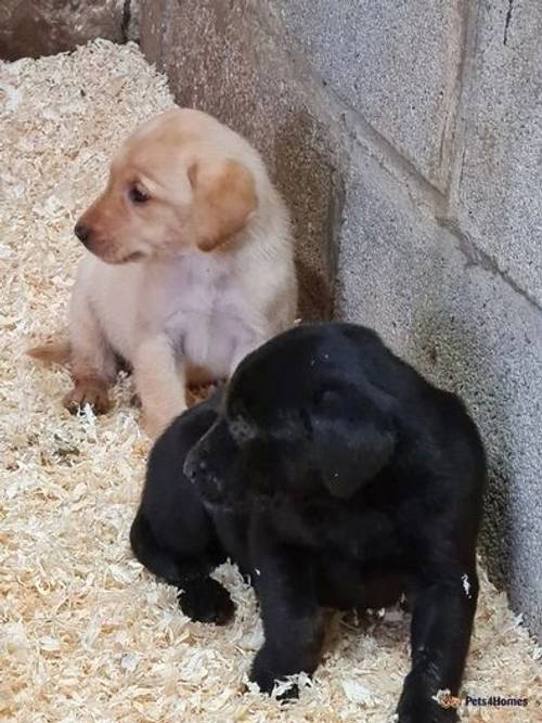 KC Working Labrador Puppies for sale in Lancashire - Image 1