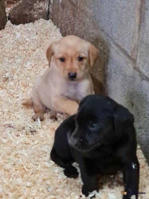 KC Working Labrador Puppies for sale in Lancashire - Image 2