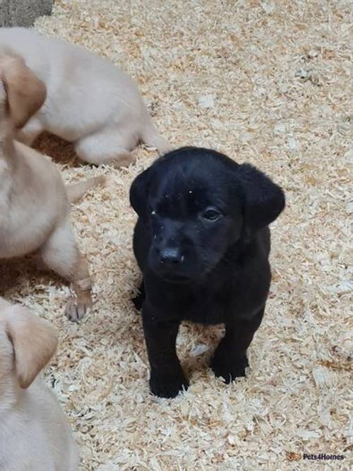 KC Working Labrador Puppies for sale in Lancashire - Image 4