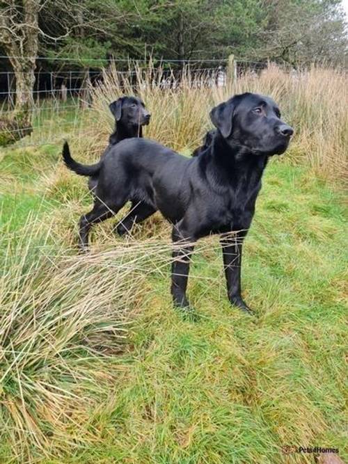 KC Working Labrador Puppies for sale in Lancashire - Image 5