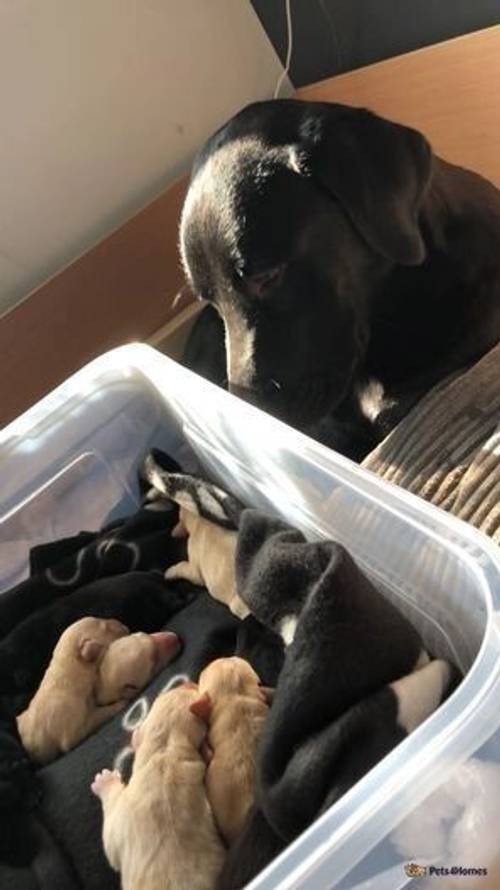 Gorgeous lab puppies for sale in Lindley, Nuneaton - Image 2