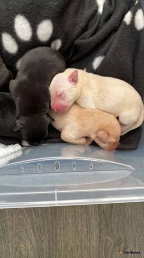 Gorgeous lab puppies for sale in Lindley, Nuneaton - Image 3