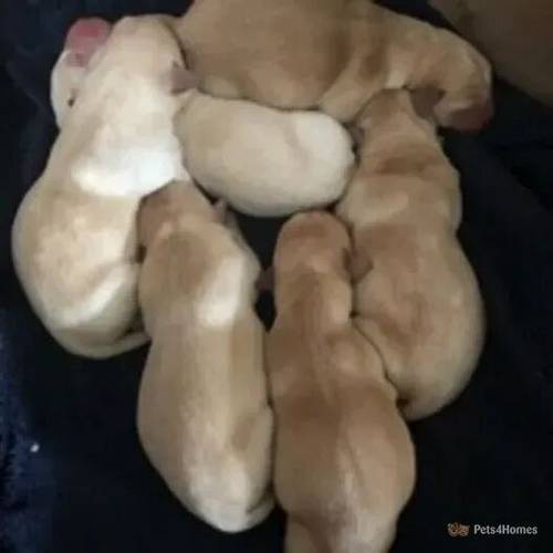 Labrador Puppies for sale in Charlton Down, Dorchester - Image 1