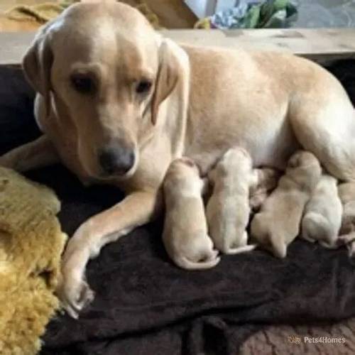 Labrador Puppies for sale in Charlton Down, Dorchester - Image 2