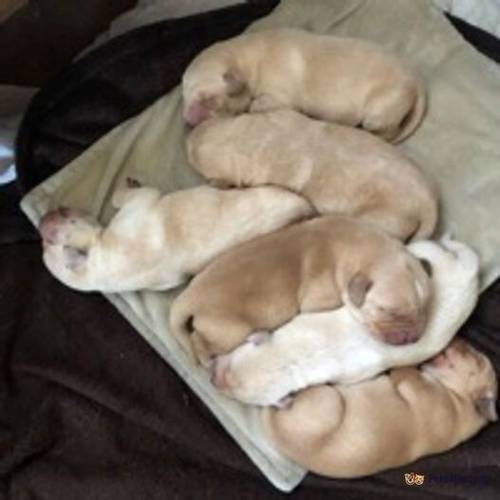 Labrador Puppies for sale in Charlton Down, Dorchester - Image 3