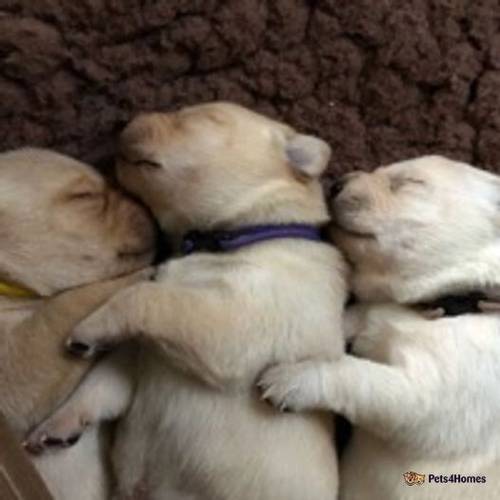 Labrador Puppies for sale in Charlton Down, Dorchester - Image 4