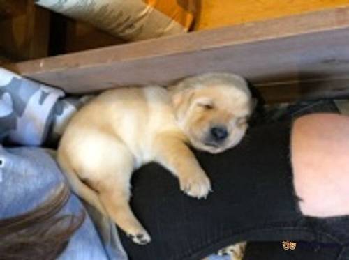 Labrador Puppies for sale in Charlton Down, Dorchester - Image 5