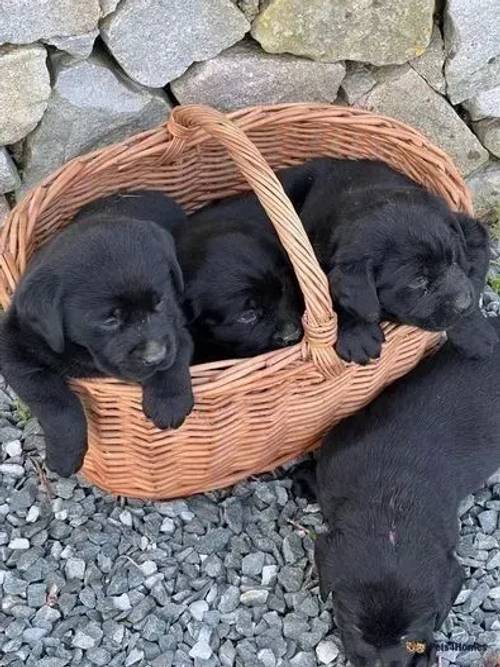 Labrador Puppies for sale in Mynydd Nefyn, Pwllheli - Image 1