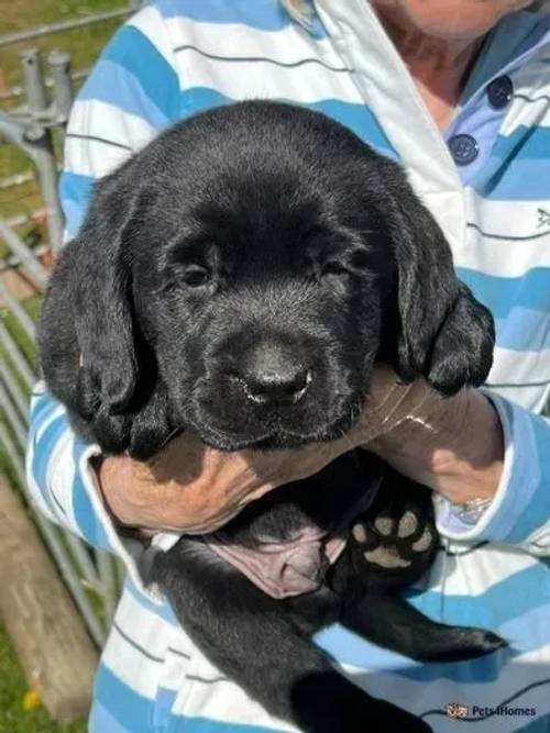 Labrador Puppies for sale in Mynydd Nefyn, Pwllheli - Image 2