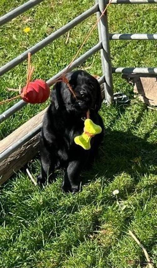 Labrador Puppies for sale in Mynydd Nefyn, Pwllheli - Image 3