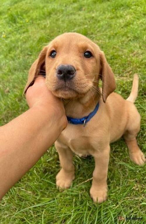 3 MALES READY TO GO-RED KC LABRADOR PUPPIES for sale in Sauchie, Clackmannanshire - Image 1