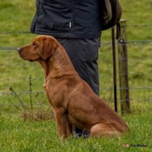 3 MALES READY TO GO-RED KC LABRADOR PUPPIES for sale in Sauchie, Clackmannanshire - Image 4