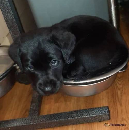 pedigree labrador puppies for sale in Trent Vale, Staffordshire - Image 1