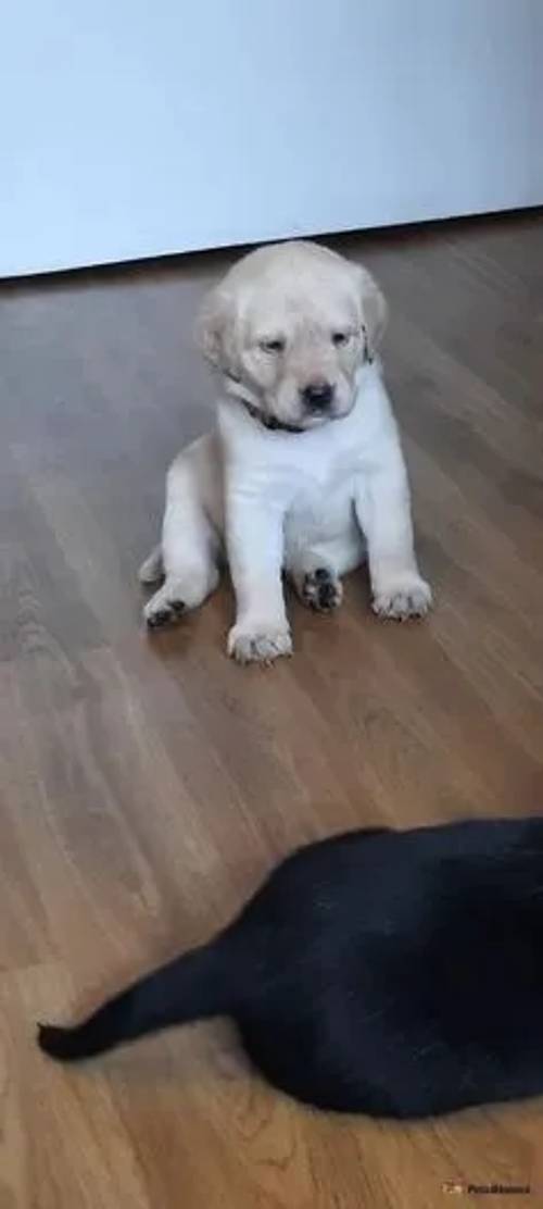 pedigree labrador puppies for sale in Trent Vale, Staffordshire - Image 4