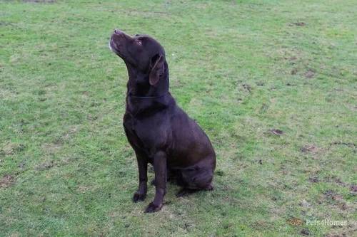 PART TRAINED KC REGISTERED LABRADOR RETRIEVER for sale in Linby, Nottinghamshire - Image 2