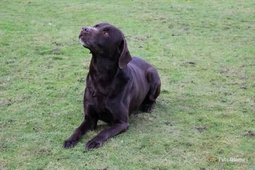 PART TRAINED KC REGISTERED LABRADOR RETRIEVER for sale in Linby, Nottinghamshire - Image 3