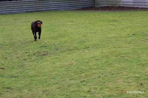 PART TRAINED KC REGISTERED LABRADOR RETRIEVER for sale in Linby, Nottinghamshire - Image 5