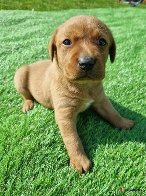 Fox red KC Labrador male puppy Ready end May for sale in Redmere, Ely - Image 1