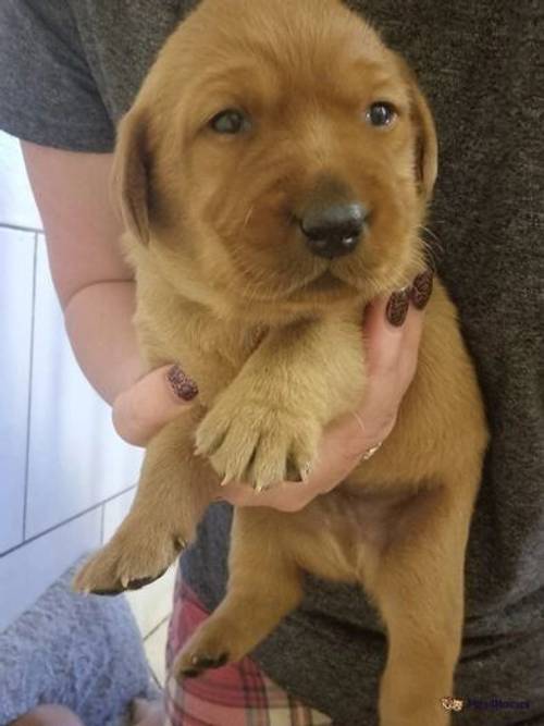 Fox red KC Labrador male puppy Ready end May for sale in Redmere, Ely - Image 5