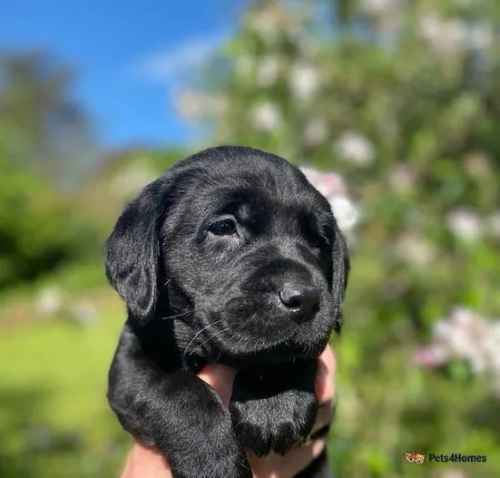 KC Registered gorgeous Black Labrador puppies for sale in Petham, Canterbury - Image 1