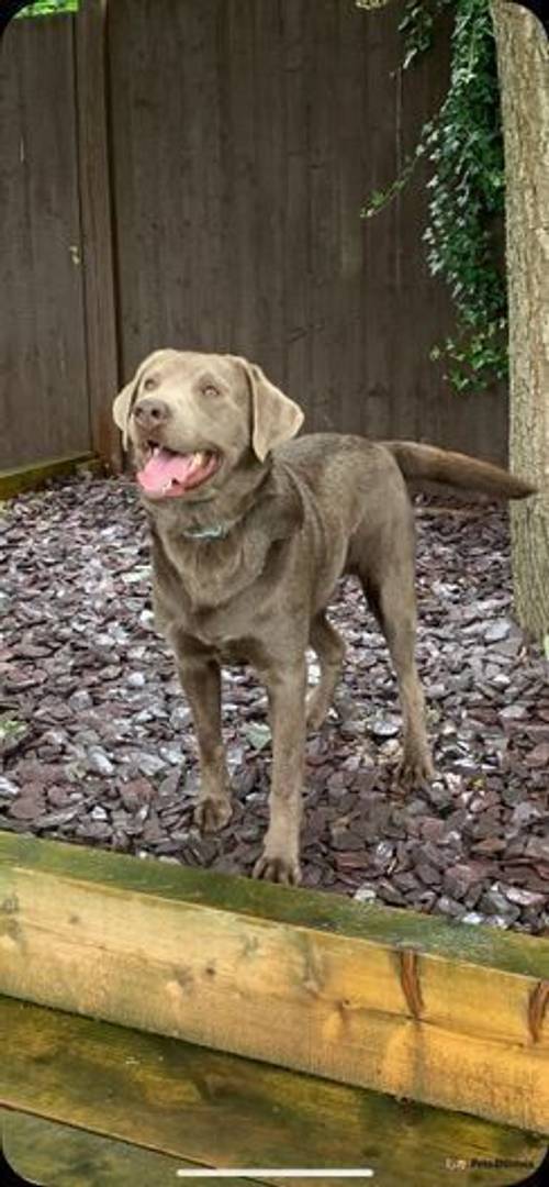 Silver Labrador Adult Male for sale in Bewdley, Worcestershire - Image 3