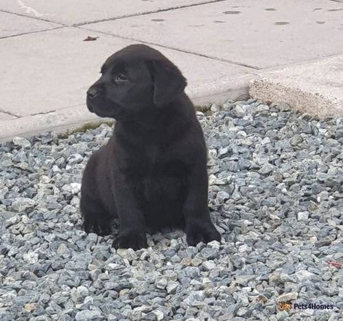 READY NOW All black labrador puppies for sale in Golden Hill, Pembrokeshire - Image 2