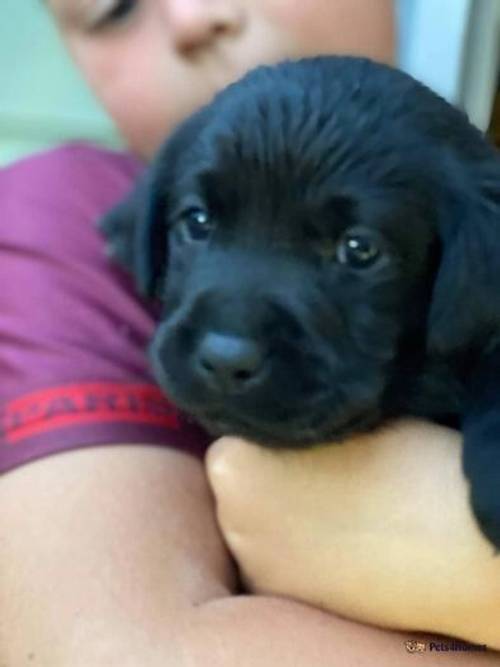 READY NOW All black labrador puppies for sale in Golden Hill, Pembrokeshire - Image 5