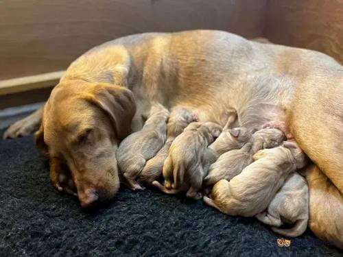 Fox Red KC Registered Labrador Puppies for sale in Farhill, Chepstow - Image 3