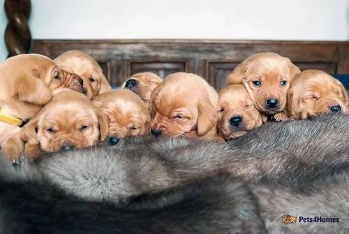 Fox Red KC Registered Labrador Puppies for sale in Farhill, Chepstow - Image 4