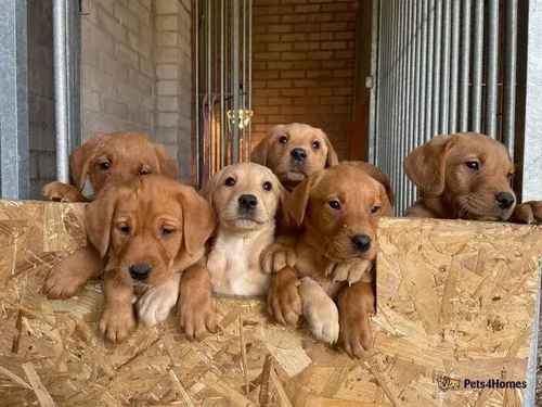 4 working KC registered fox red dog pups for sale in Parkgate, Dumfries and Galloway - Image 1