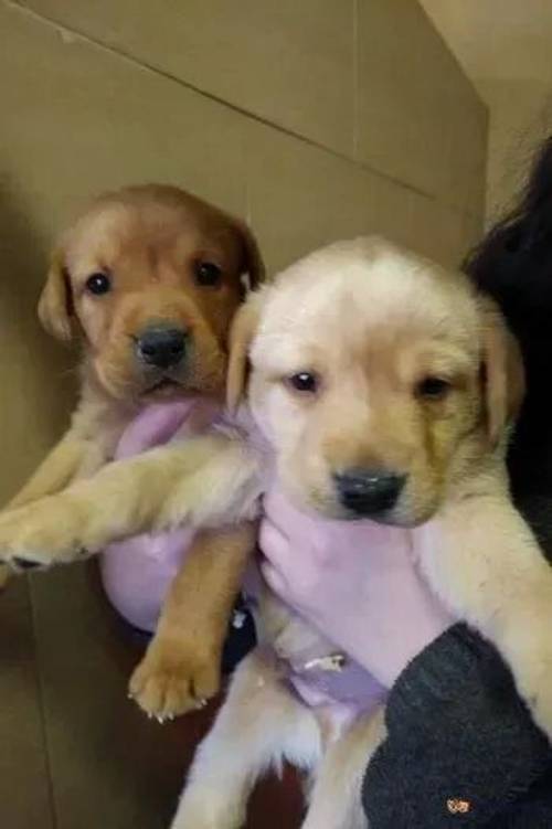 Fox red and yellow KC registered labs. for sale in Gowkhall, Dunfermline - Image 1