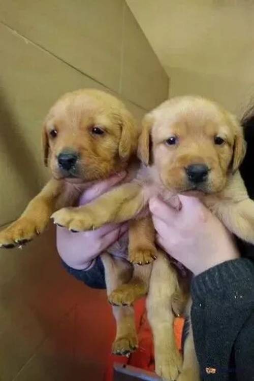 Fox red and yellow KC registered labs. for sale in Gowkhall, Dunfermline - Image 5