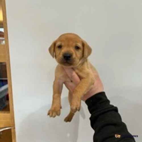 Stunning kc Reg fox red lab puppies for sale in Brandon, County Durham - Image 1