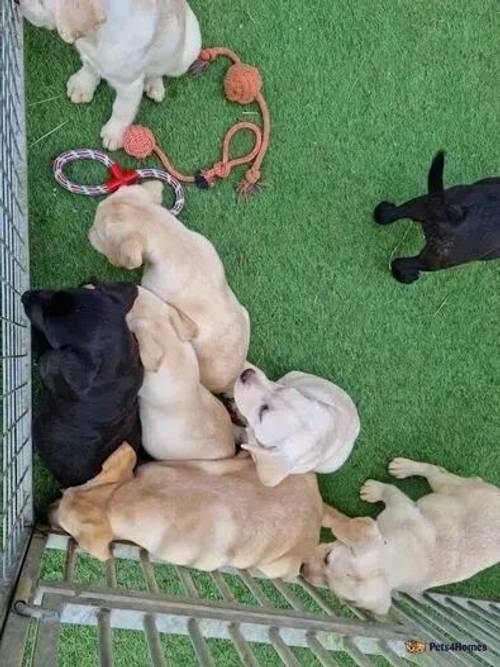 Fully health tested labrador retrievers for sale in Great Ellingham, Attleborough - Image 1