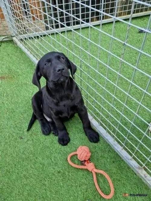 Fully health tested labrador retrievers for sale in Great Ellingham, Attleborough - Image 4