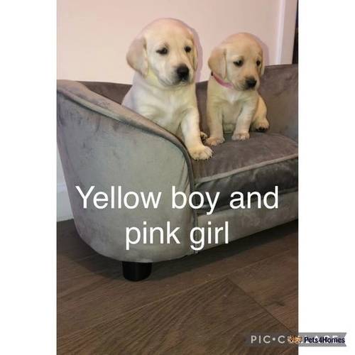 8 Beautiful yellow and black Labrador puppies for sale in Bolton, East Lothian - Image 2