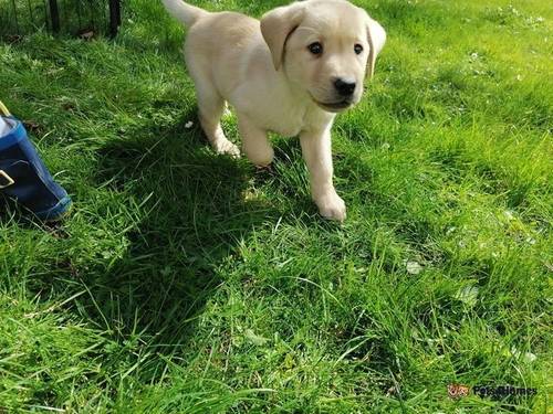 Beautiful Labrador puppies for sale in Hartley, Longfield - Image 2