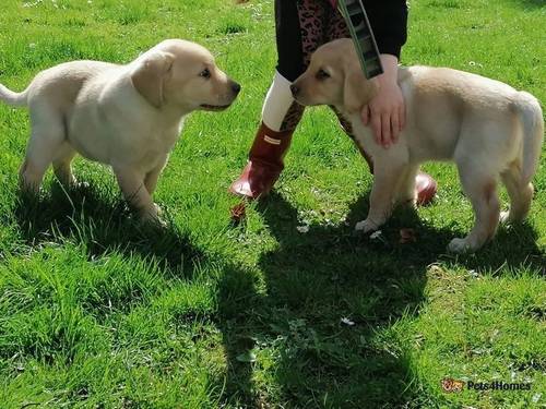 Beautiful Labrador puppies for sale in Hartley, Longfield - Image 3